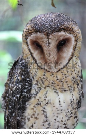 Australian Masked Owl closeup on face