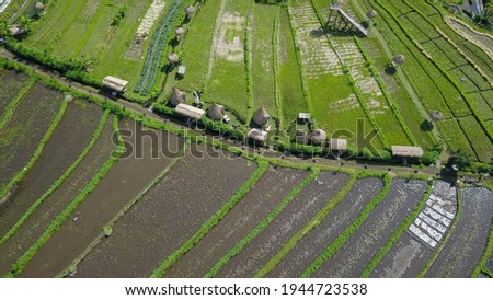 Top down view of tropical paddy field with water and terraced system.