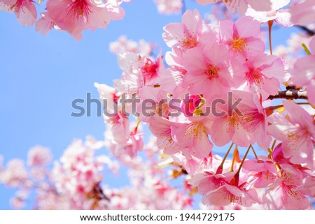 Cherry Blossoms and the Blue Sky in Full bloom
