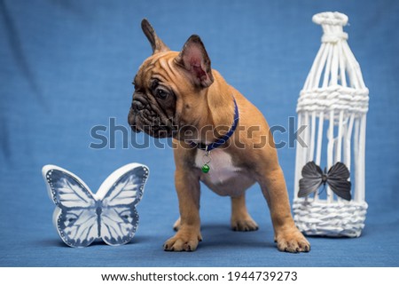 A cute puppy looking somewhere away and posing for the picture with a butterfly figurine and the cage [French Bulldog]