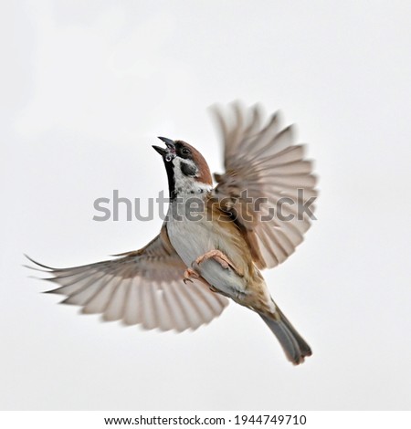 Sparrow in flight with white background Royalty-Free Stock Photo #1944749710