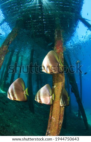 Small group of Batfish under a wooden jetty. Underwater image taken on scuba diving trip in Raja Ampat, Indonesia