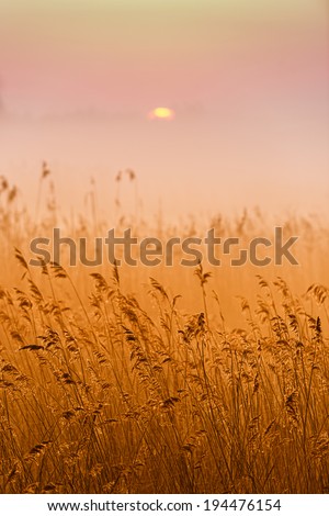 Grass in the morning fog abstractly blurred background. Shallow depth of field