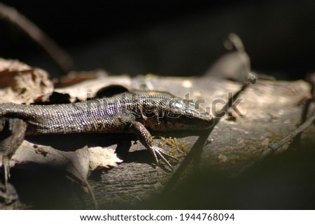 small lizard in the sun on a tree in the summer in the forest