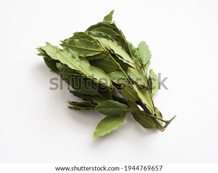 Bunch of green laurel leaves on white background. Studio photography