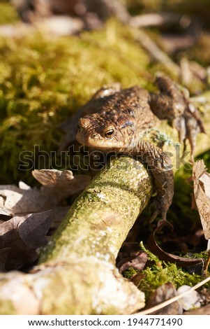  Common toad sitting between leafs and branches in forest floor in spring                              
