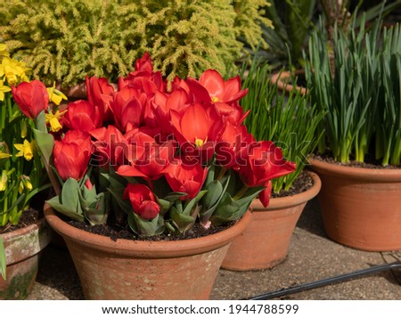 SHOWWINNER-TULIP Stock Photos and Images - Avopix.com