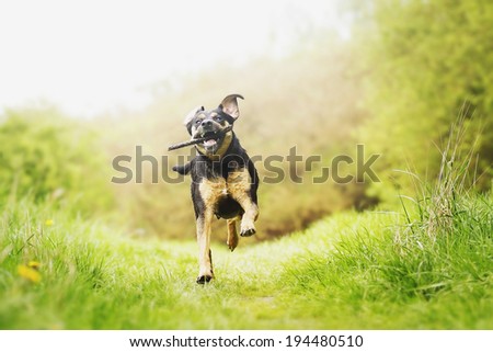 fun rottweiler puppy running