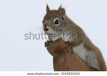 A squirrel on a piece of wood