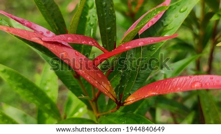 leaves in a park in the city of Nganjuk, East Java province, Indonesia