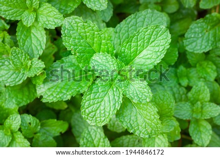Peppermint or Mentha x piperita Royalty-Free Stock Photo #1944846172