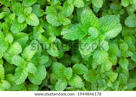 Peppermint or Mentha x piperita Royalty-Free Stock Photo #1944846178
