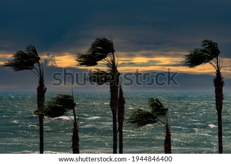 Palms, sea, sunset and windy weather Royalty-Free Stock Photo #1944846400