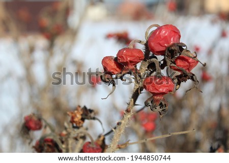 red shriveled rosehip berries close-up on a prickly branch in winter Royalty-Free Stock Photo #1944850744