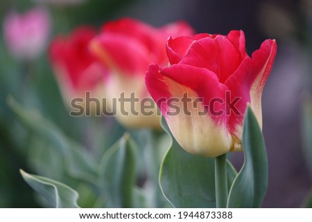 beautiful colored tulips on a green garden background