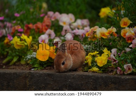 Netherlands Dwarf and flower at park