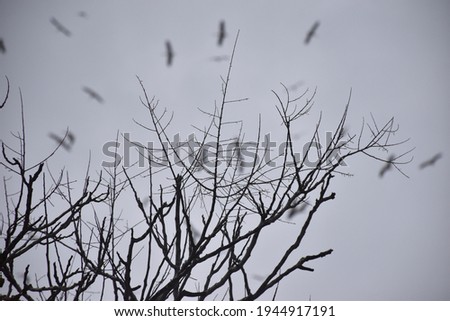 A wintry day with a view of a bare tree and a stork band