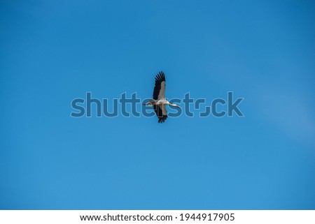 white storks flying on a blue sky
