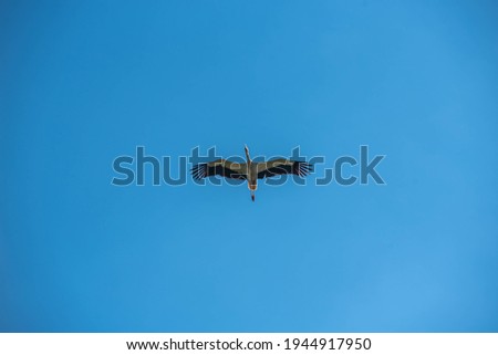 white storks flying on a blue sky