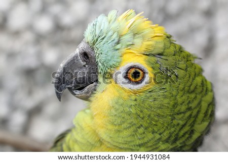 Amazing Amazon parrot, landscape, one of the most beautiful in the world