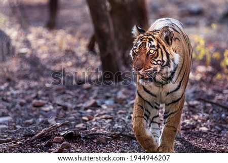 Panthera Tigris in it's natural habitat in Ranthambore National Park, India