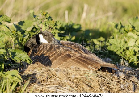 Canada Goose Nesting. Palo Alto Baylands, Santa Clara County, California, USA.