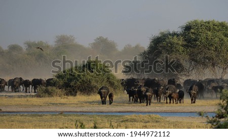 A big herd of African Buffalo (Syncerus caffer) approaching a waterhole to drink. The waterhole is in the foreground of the picture with the buffalo behind it. Dust are visible.