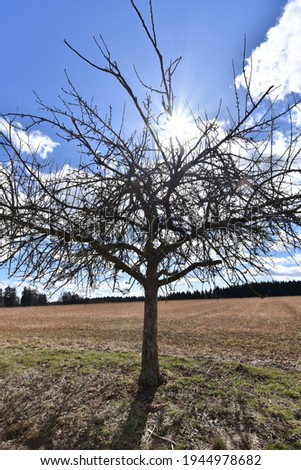 A tree without leaves and sunburst effect in the middle of a field with blue sky background.
