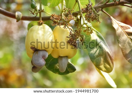 Yellow ripe cashew apple fruits hanging on branches ready to be harvested by farmers. Soft and selective focus.