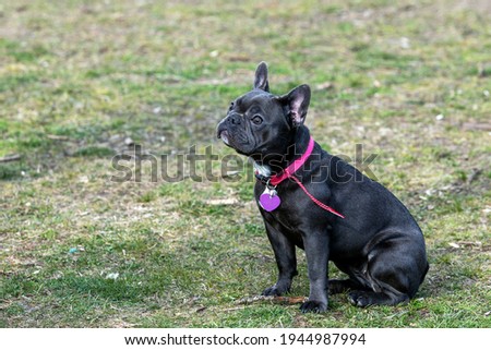 A beautiful portrait of a gray French Bulldog with a cute expression on his wrinkled face, standing and watching other dogs in the park. 