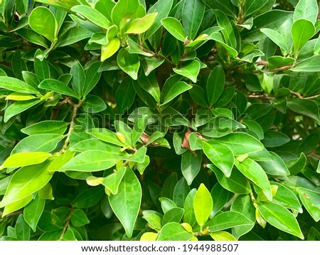 Natural of green leaves on the tree background and have sunlight shine on.