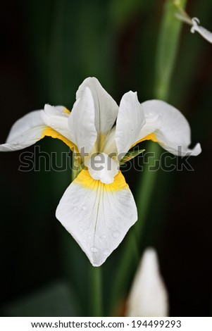 Siberian Iris with extreme shallow depth of field.