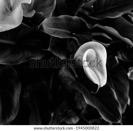 Cala Lily black and white 