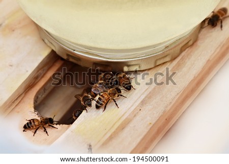 Honey bees feeding from a homemade feeder. Shallow depth of field.