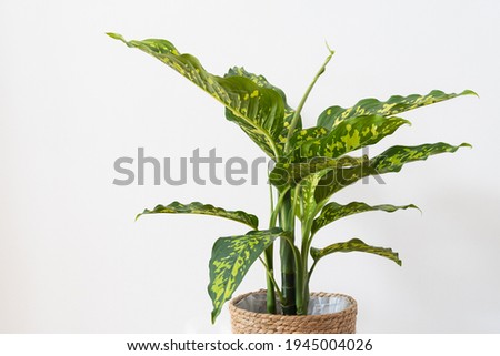 Dieffenbachia (dumb cane) Seguine Cheetah variegated plant in white background