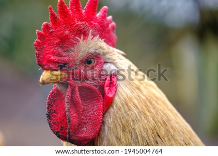 a portrait of a rooster looking into the camera