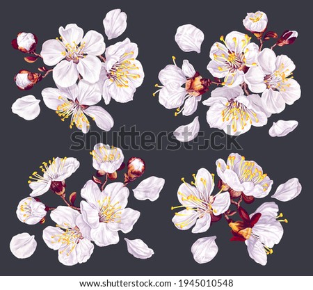 Set of vector floral compositions. Spring flowers of fruit trees. Inflorescence of pear, apple, cherry or plum. Realistic plants for your design,cards, banners, social media posts, pattern, textile