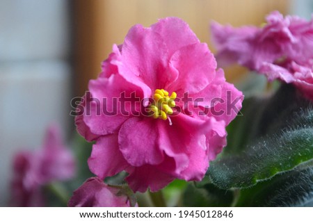 Macro picture of a big bright pink flower of an africal violet flower. 