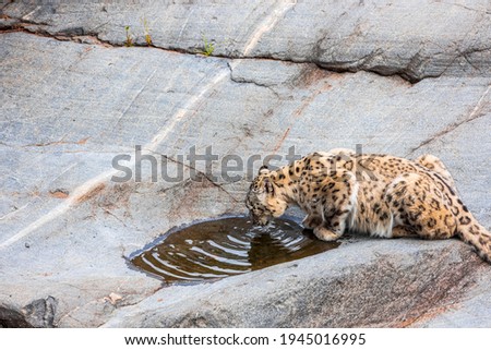 Gorgeous view of leopard drinking water from natural rock depression. Sweden.