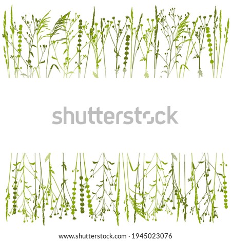 Blooming grasses borders on white background - rows of wild green grass - copy space with grassy silhouettes for natural spring and summer design
