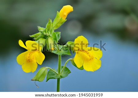 yellow monkey flower, mimulus guttatus, close up of blossoms and leafs with water in background