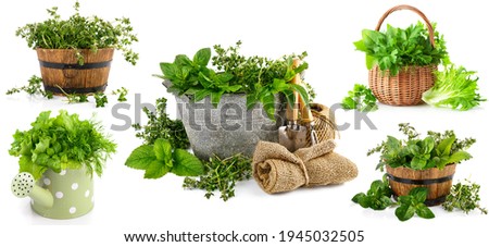 Collage mix set of green herbs in braided basket isolated on white background. Royalty-Free Stock Photo #1945032505