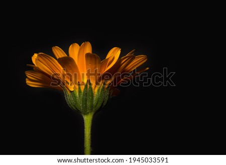 Delicate orange marigold in blossom on black background