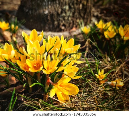 Spring primroses. Blooming crocuses in a green meadow. Crocuses as a symbol of spring. Flowering yellow Crocus. Lila Crocus Iridaceae -The Iris Family