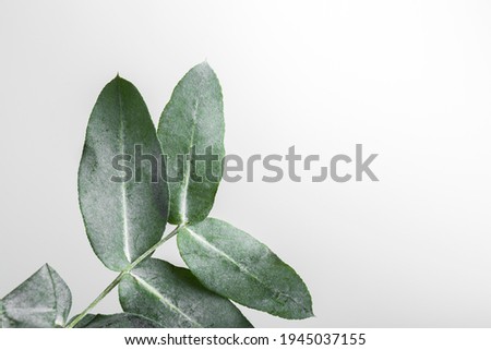 green leaves, macro of the leaves of a eucalyptus on white background with space to write, horizontal photo