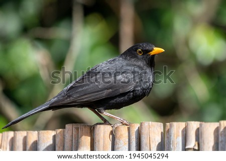 black bird on cane fence