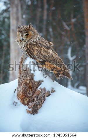In winter, an owl sits on a tree stump in the afternoon in a snowy forest. Snowing.
