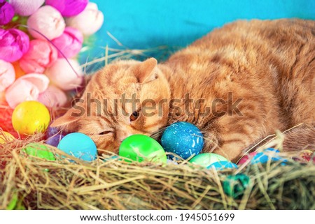 Cute funny ginger cat sleeping in a nest with colorful easter eggs. Easter concept