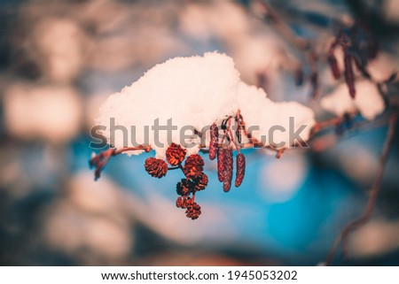 Abstract Snow leaves silhouette macro in sun light