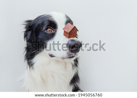 Funny portrait of cute puppy dog border collie holding miniature toy model house on nose isolated on white background. Real estate mortgage property sweet home dog shelter concept